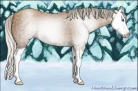 Horse Color:Gray Silver Classic Champagne Splash 