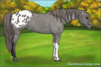 Horse Color:Grullo Varnish 