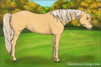 Horse Color:Palomino Sabino