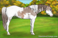 Horse Color:Bay Splash Tobiano Appaloosa