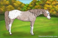 Horse Color:Red Roan Splash Appaloosa 