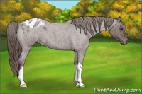 Horse Color:Liver Red Roan Appaloosa 