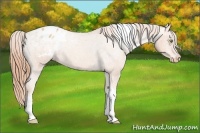 Horse Color:Gold Champagne Tobiano Blanket 