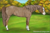 Horse Color:Chocolate Palomino Roan Splash 