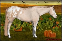 Horse Color:Chestnut Pearl Sabino Blanket 