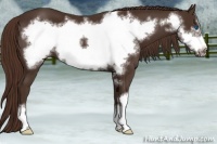 Horse Color:Liver Chestnut Frame 