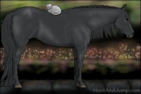 Horse Color:Black 