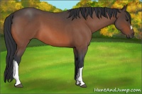 Horse Color:Bay Roan 