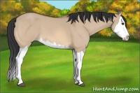 Horse Color:Bay Dun Splash 