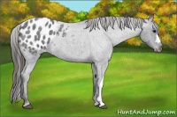 Horse Color:Blue Roan Blanket 