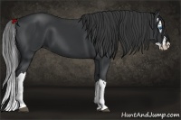 Horse Color:Black Splash
