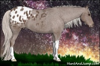Horse Color:Silver Black Appaloosa 