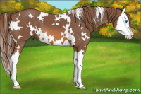 Horse Color:White Spotted Liver Chestnut Splash 