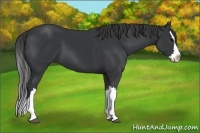 Horse Color:Black Splash 