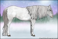 Horse Color:White Spotted Grullo Appaloosa Rabicano