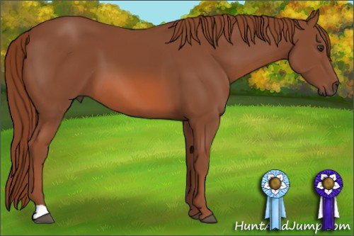 Horse Color: Liver Chestnut 