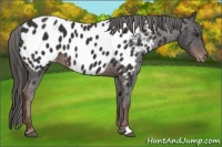 Horse Color:Liver Chestnut Near Leopard 