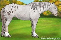 Horse Color:Liver Chestnut Appaloosa 