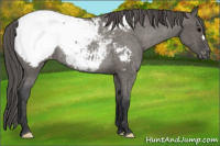 Horse Color:Brown Dun Appaloosa Rabicano 