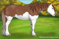 Horse Color:Chestnut Splash 