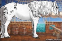 Horse Color:Black Tobiano Appaloosa 