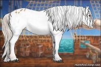 Horse Color:Palomino Appaloosa