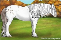 Horse Color:Classic Champagne Appaloosa 