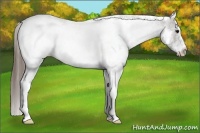 Horse Color:White Spotted Grullo Near Fewspot 
