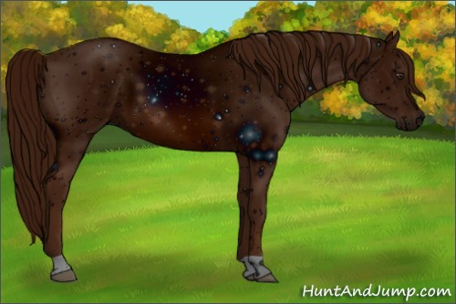 Horse Color: ERROR: UNKNOWN ANOMALY