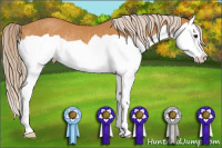 Horse Color:Chocolate Palomino Splash Rabicano 