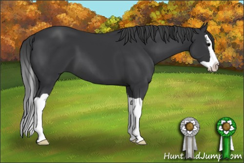 Horse Color: Brown Splash 