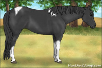 Horse Color:Brown Tobiano 