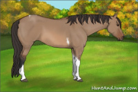 Horse Color:Bay Dun Tobiano 