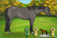 Horse Color:Unknown 