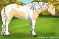 Horse Color:Palomino Tobiano 