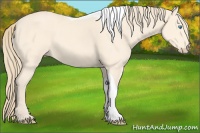 Horse Color:Perlino Tobiano 