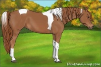 Horse Color:Chestnut Tobiano 