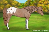 Horse Color:Chestnut Tobiano Appaloosa 