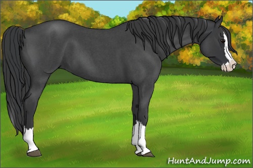 Horse Color:Blue Roan Splash 