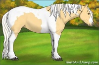 Horse Color:Palomino Tobiano 