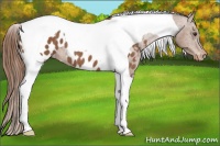 Horse Color:Chestnut Tobiano Appaloosa 