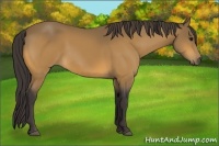 Horse Color:Buckskin 