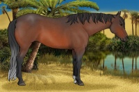 Horse Color:Bay Roan 