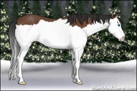 Horse Color:Bay Splash 