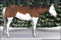 Horse Color:Bay Splash 