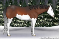 Horse Color:Bay Splash 