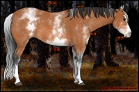 Horse Color:White Spotted Bay Splash 