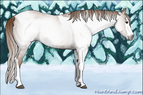 Horse Color:Gray Chestnut Splash Tobiano 