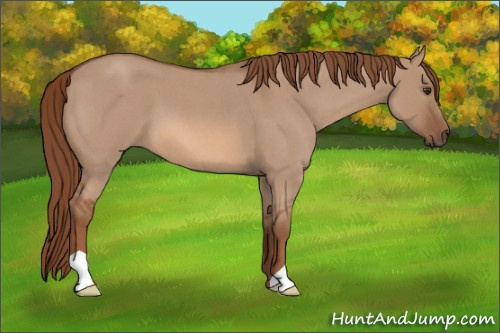Horse Color: Unknown 