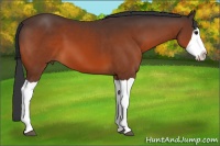 Horse Color:Bay Splash 